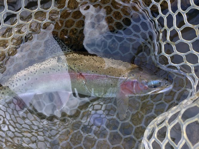 Hatchery Creek is a fly fishing paradise located near Jamestown KY!