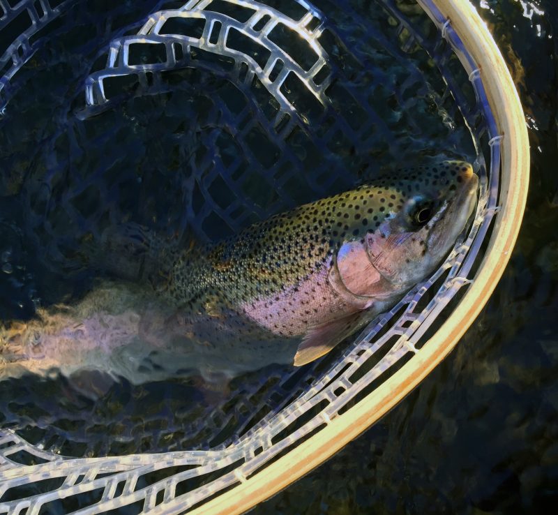 Fly Fishing in Kentucky Overnight Adventures Trout Warm Water