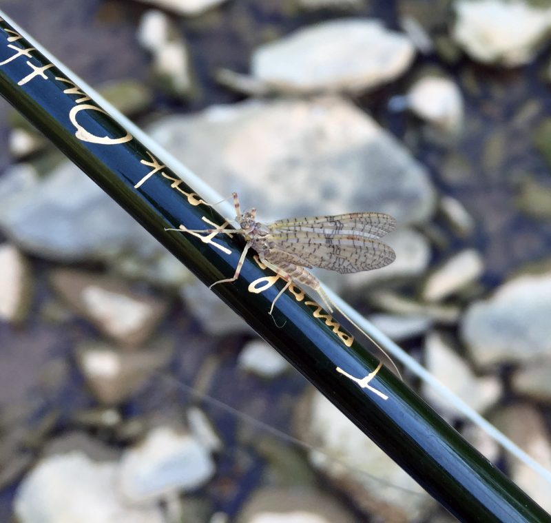 Fly Fishing in Kentucky Overnight Adventures Trout Warm Water