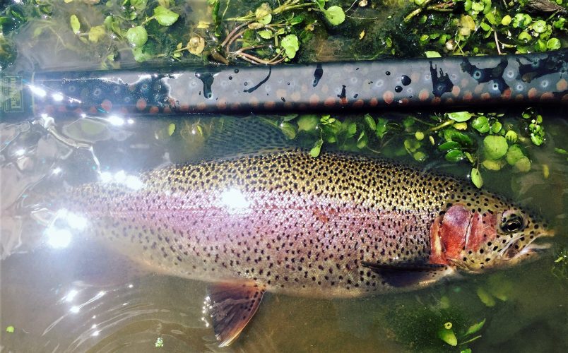 Hatchery Creek is a fly fishing paradise located near Jamestown KY!
