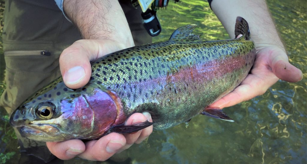Hatchery Creek is a fly fishing paradise located near Jamestown KY!