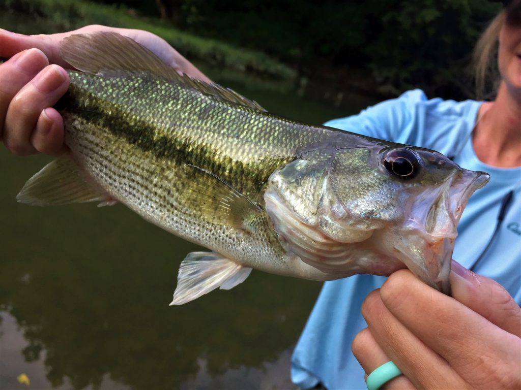 Fly Fishing in Kentucky Overnight Adventures Trout Warm Water