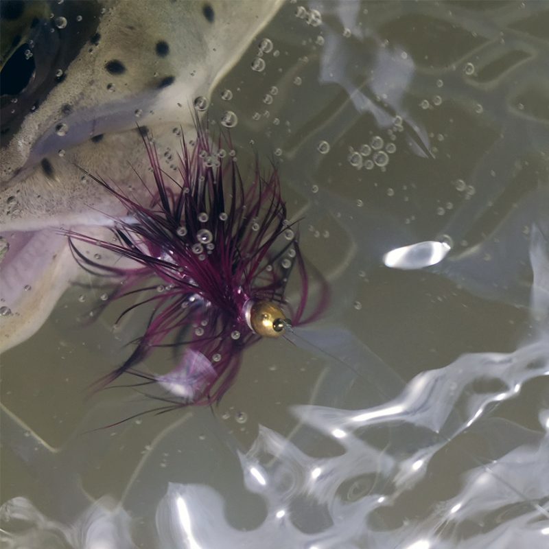 Otter Creek ORA trout & bass fly fishing near Louisville Kentucky!