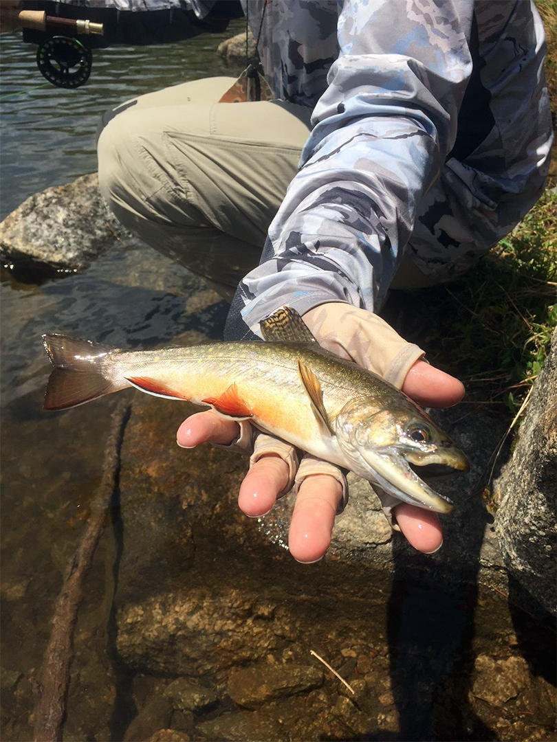 Fishing for Brook Trout in the Indian Peaks Wilderness Area 