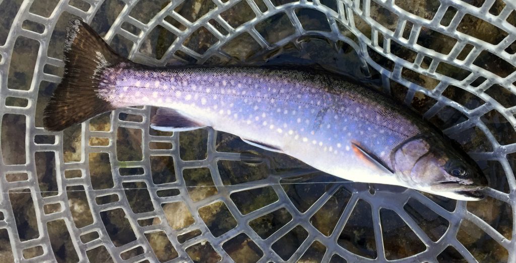 Fly Fishing in Kentucky Overnight Adventures Trout Warm Water